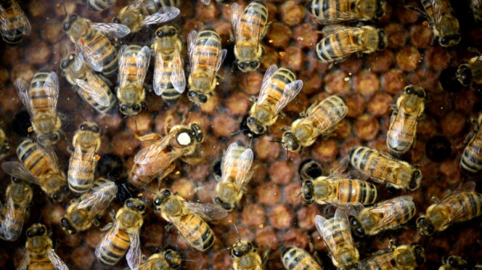 Abeilles et pesticides: la science face au retour possible des néonicotinoïdes