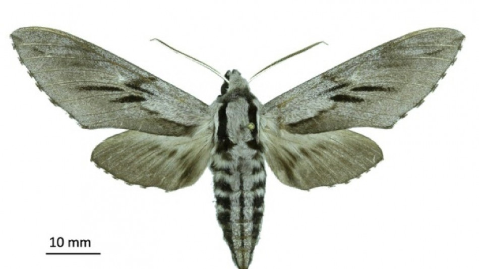 De nouvelles espèces d'insectes découvertes en Corse