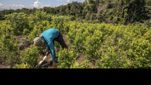 Onu, la produzione di cocaina in Colombia &egrave; aumentata del 53%