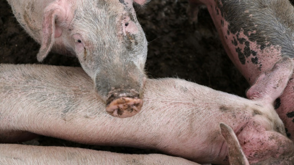 "Victoire" pour les producteurs fran&ccedil;ais de porc qui peuvent exporter vers l'Australie
