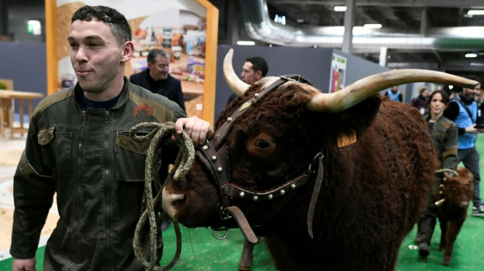 Vaches, porcs et moutons s'installent "&agrave; la capitale" &agrave; la veille du Salon de l'Agriculture