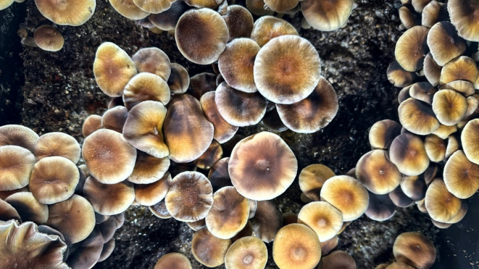 Czechs greenlight magic mushroom use from 2026