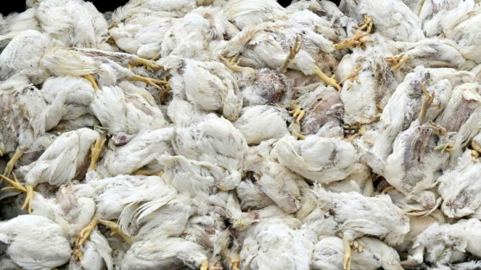 Vogelgrippe: Saarland verhängt ab Donnerstag als erstes Bundesland Stallpflicht 