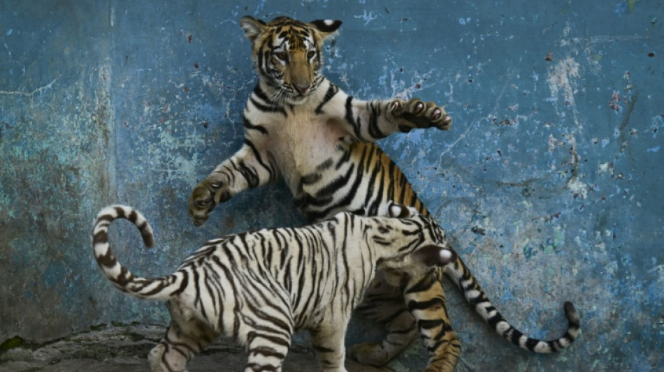 A Cuban zoo, and its animals, in epic battle for survival