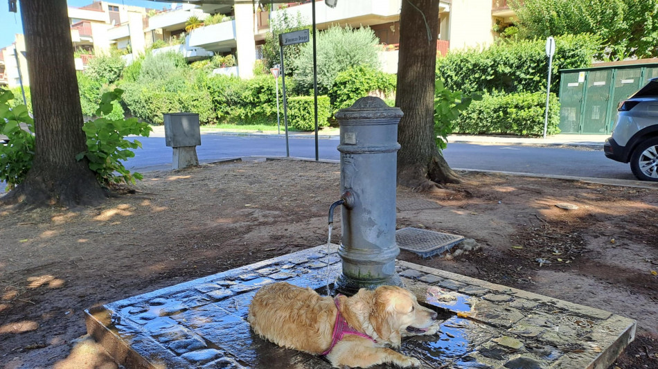 Le ondate di calore minacciano la capacità riproduttiva