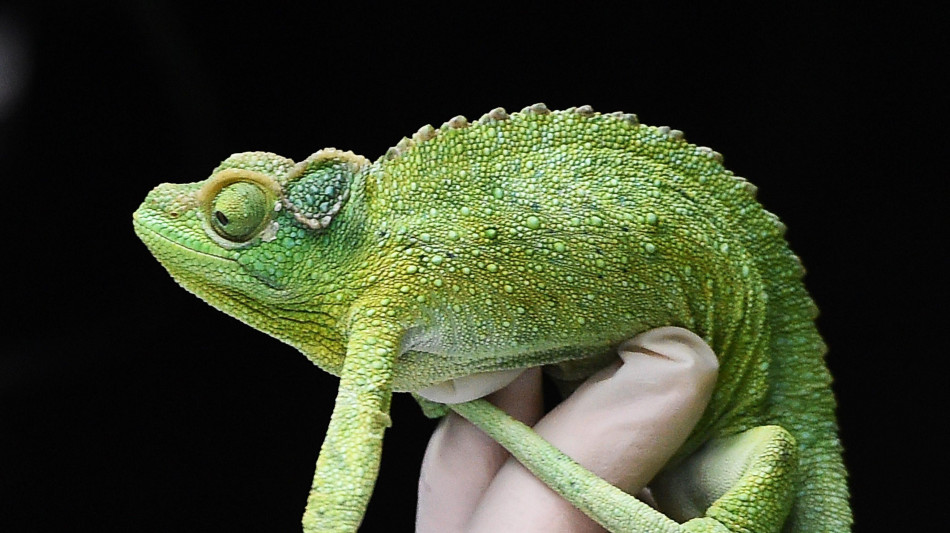 IgG4, la malattia 'camaleonte' che inganna tutti