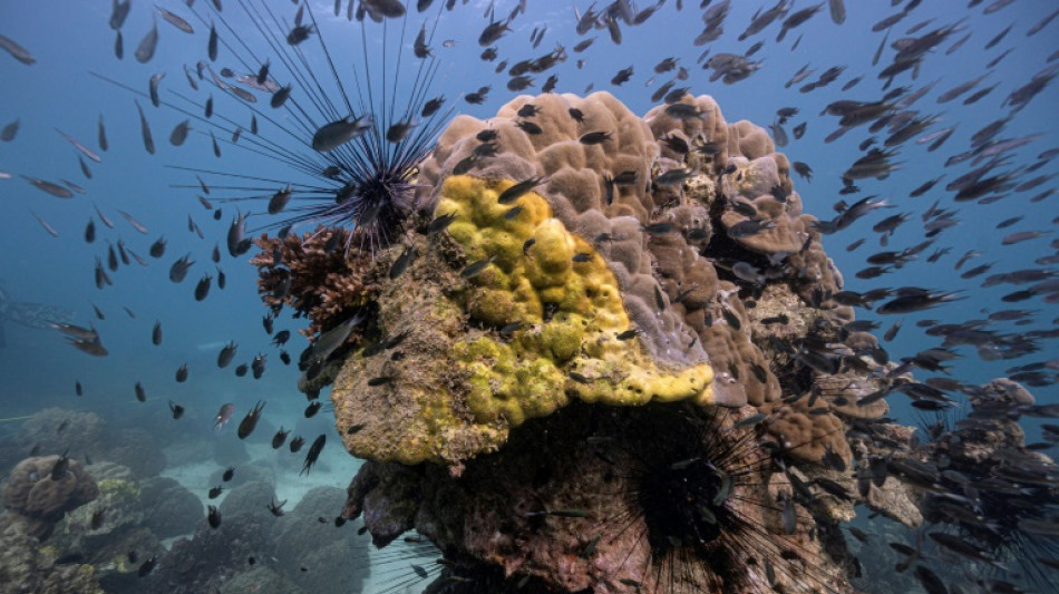 Tha&iuml;lande: des scientifiques d&eacute;munis face &agrave; une nouvelle maladie tuant le corail