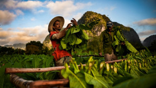 Cuba: la r&eacute;colte de tabac en baisse pour la confection des c&eacute;l&egrave;bres havanes