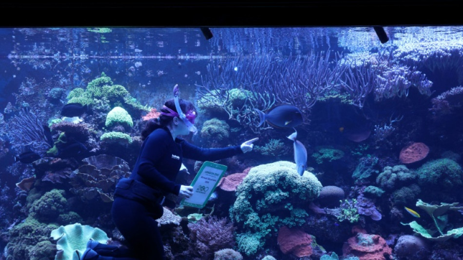 La mitad de los arrecifes de coral del mundo afectados por una ola de calor hace una d&eacute;cada