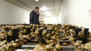 Dans l'Ukraine en guerre, les espoirs doublement douch&eacute;s d'un &eacute;leveur d'escargots