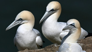 Last Scottish island bird hunt banned after almost 500 years
