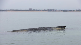 Vor Ostseek&uuml;ste liegender Wal: Wasserproben sollen Aufschluss &uuml;ber Zustand geben