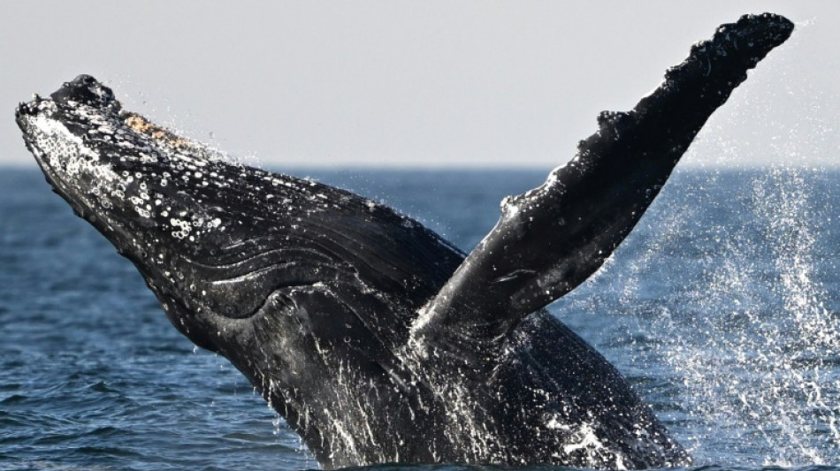 "Un espect&aacute;culo de danza": turistas se deleitan con las ballenas en Rio