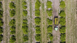 La naranja de Florida, una fruta emblemática en crisis