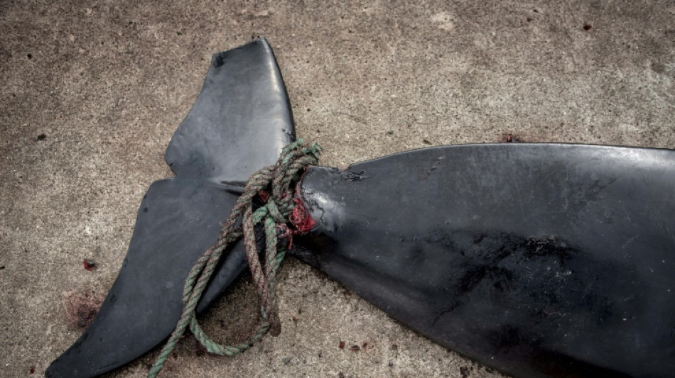 Chasse aux dauphins: les F&eacute;ro&eacute; commencent l'examen d'un possible encadrement