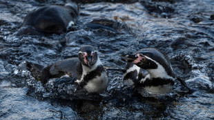 Punta San Juan, uma evidência do declínio da fauna costeira no Peru