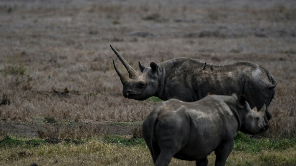 Letztes Südliches Spitzmaulnashorn in Europa in Frankfurt am Main gestorben