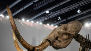 Une boulette de viande de mammouth pr&eacute;sent&eacute;e par des scientifiques