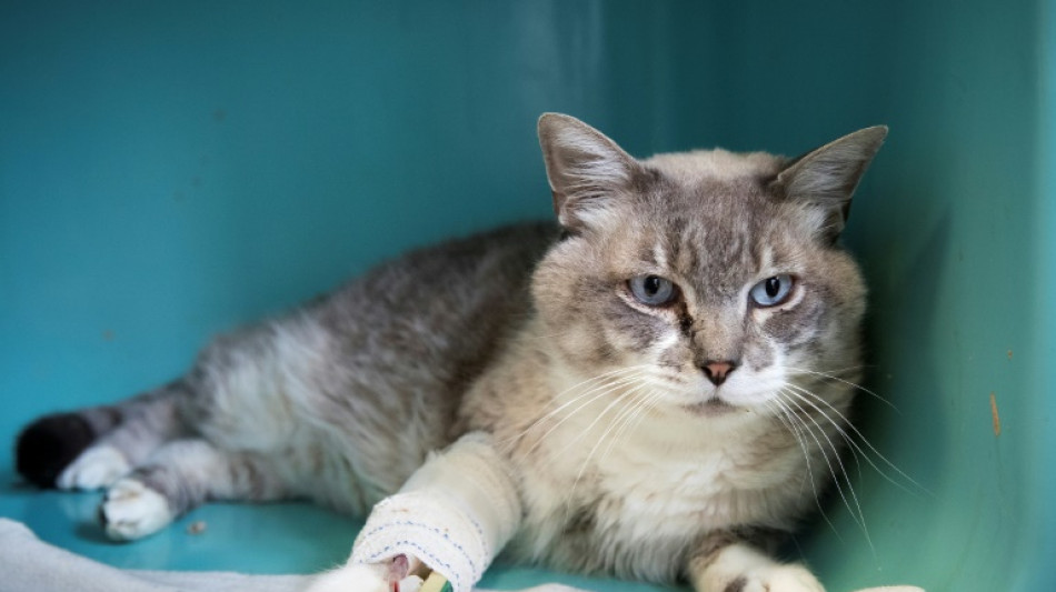 La Fondation 30 millions d'amis doit dépenser davantage, selon la Cour des comptes