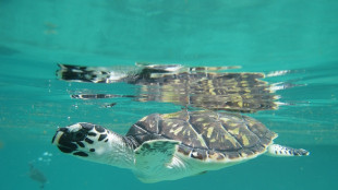 Sar&agrave; a Panama la Cop13 per la tutela delle tartarughe marine