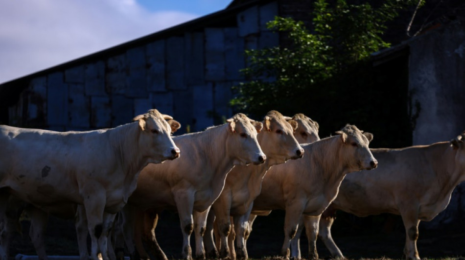 Ouverture du sommet de l'élevage, avec des professionnels de la viande sous tension