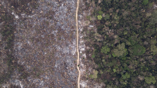 Brasile, deforestazione Amazzonia +4% in 12 mesi