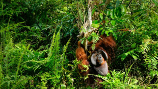 EU timber imports linked to deforestation on Indonesia's Borneo: NGOs