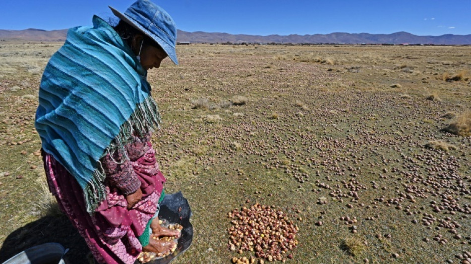 Une étude révèle que la pomme de terre descend de la tomate