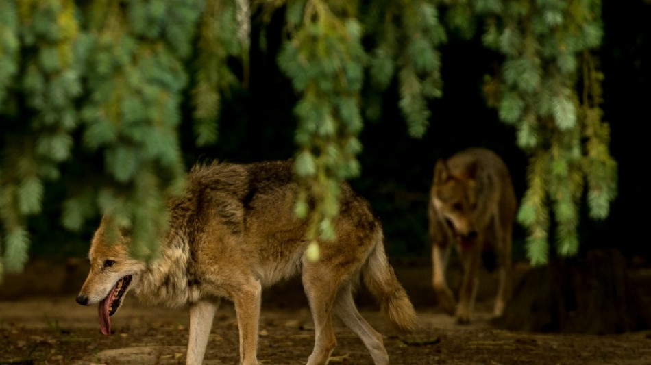 Lob im Bundesrat f&uuml;r Gesetzentwurf zu Wolf-Absch&uuml;ssen