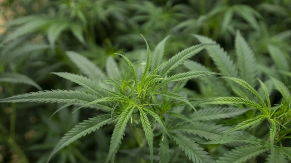 Gericht best&auml;tigt Verbot von Handel mit eingepflanzten Cannabisjungpflanzen