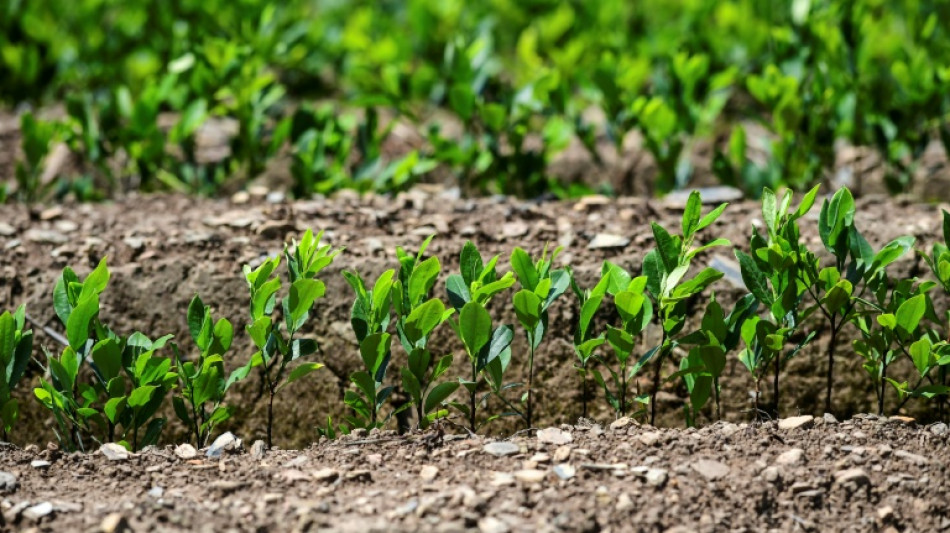 Cultivos de coca na Bol&iacute;via aumentaram 10% em 2024, segundo ONU