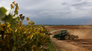 A la peine, les viticulteurs californiens abandonnent leurs vignes 