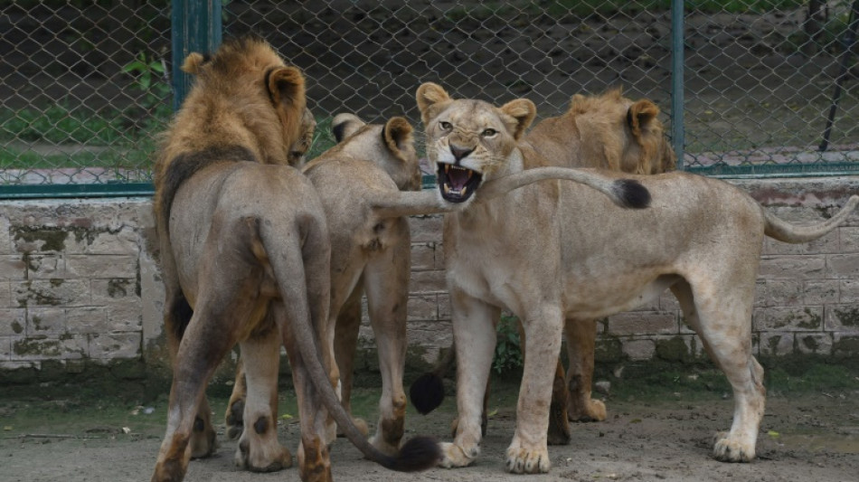 Pakistan: annulation d'une vente aux ench&egrave;res de lions
