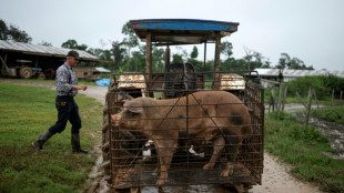Flèches contre tracteurs: la bataille silencieuse dans l'Amazonie péruvienne