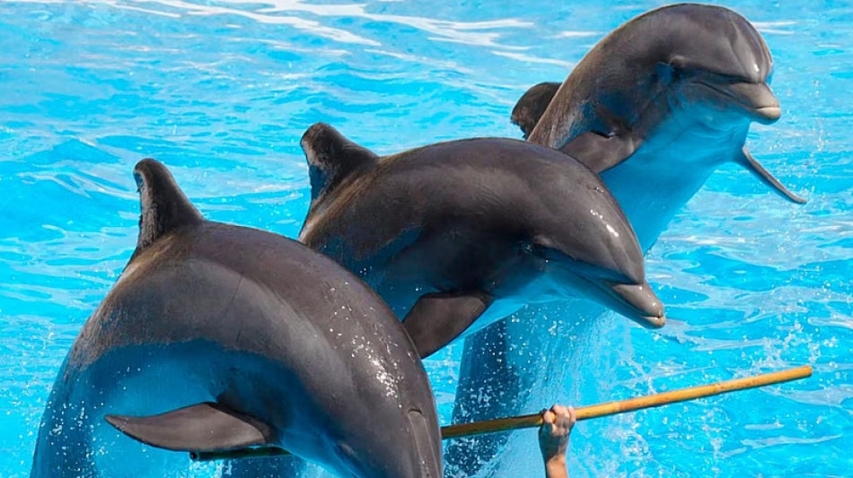 Il Messico vieta delfinari e show con mammiferi marini