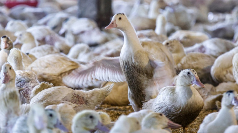 Le foie gras au menu des prochaines &eacute;lections &agrave; Washington