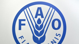 Alto funcion&aacute;rio da FAO diz ter sido afastado por criticar a&ccedil;&otilde;es de Israel em Gaza