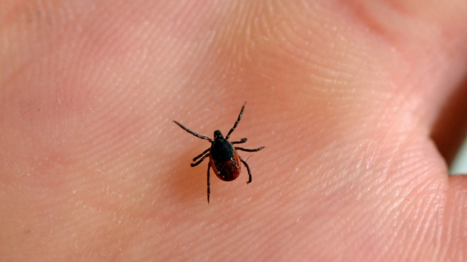Neues Zeckenvirus in Europa verbreitet - auch in Deutschland