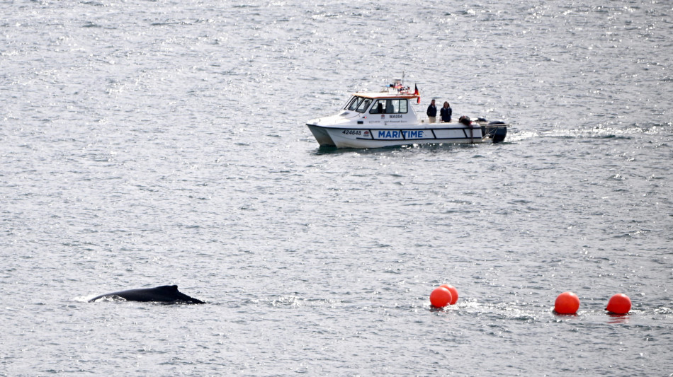 Balena nel porto di Sydney, disagi per traghetti e imbarcazioni