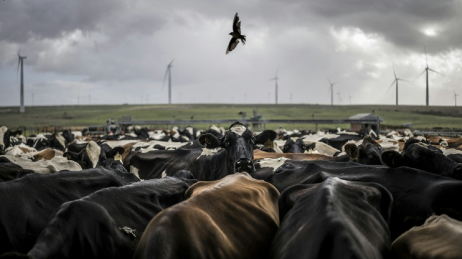 South Africa's livestock farmers reel from foot-and-mouth disaster