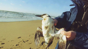 Bretagne: des oiseaux souill&eacute;s par un p&eacute;trole similaire &agrave; celui de l'Erika 