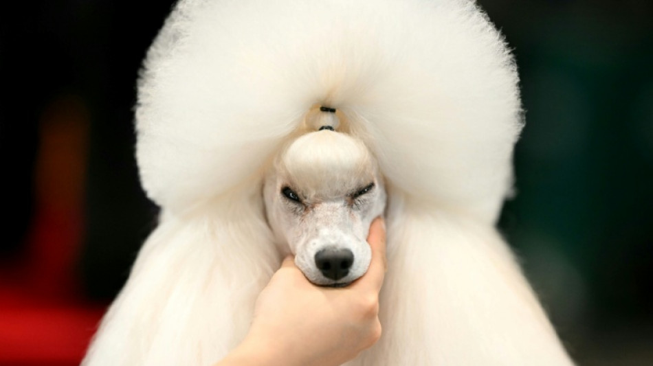 Grooming makes Crufts debut as UK dog show widens offer