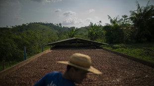 Brasil suspende la importaci&oacute;n de granos de cacao de Costa de Marfil