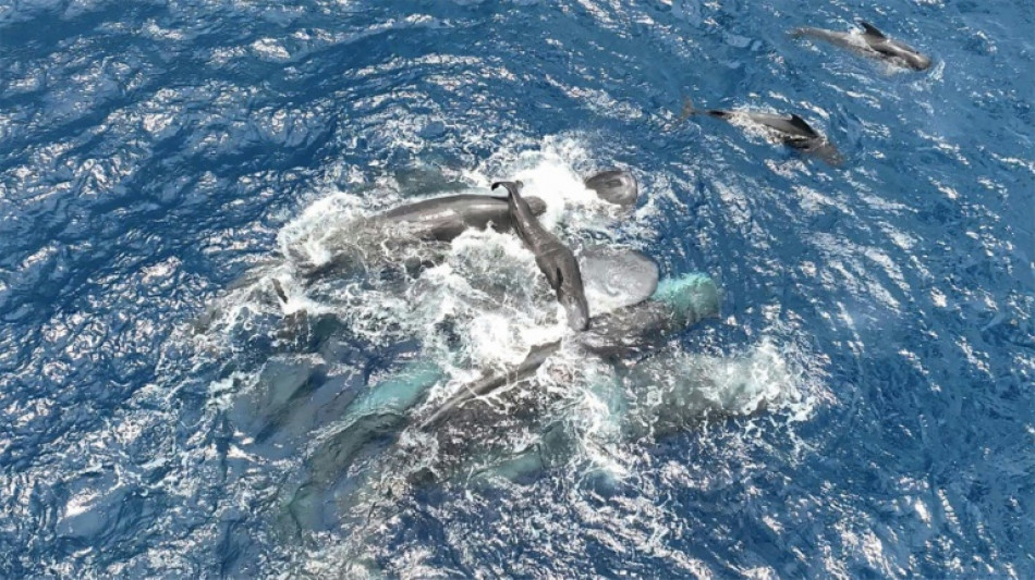 Whale filmed giving birth, with a little help from her friends
