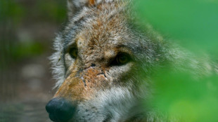 Wolf bei&szlig;t Frau in Hamburg: Erstmals Angriff nach Wiederansiedlung