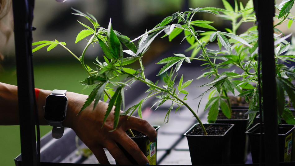 Marcia indietro su cannabis light, emendamento sar&agrave; ritirato