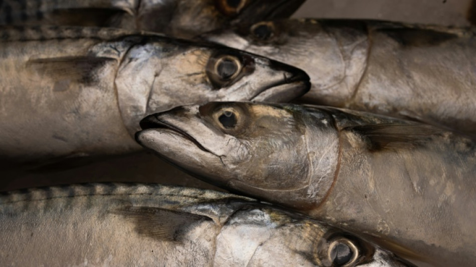 Surp&ecirc;che de maquereaux: l'UE d&eacute;nonce un accord entre Royaume-Uni et Norv&egrave;ge