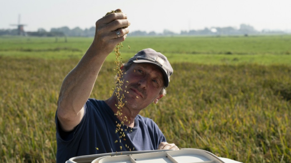 Aux Pays-Bas, le pari du riz face au changement climatique