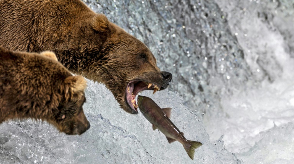 El hijo de una campeona gana la Semana del Oso Gordo en Alaska