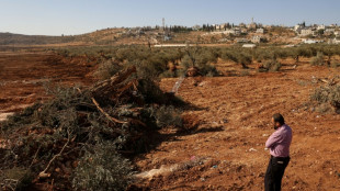 Excavadoras israelíes arrancan cientos de árboles de palestinos en Cisjordania